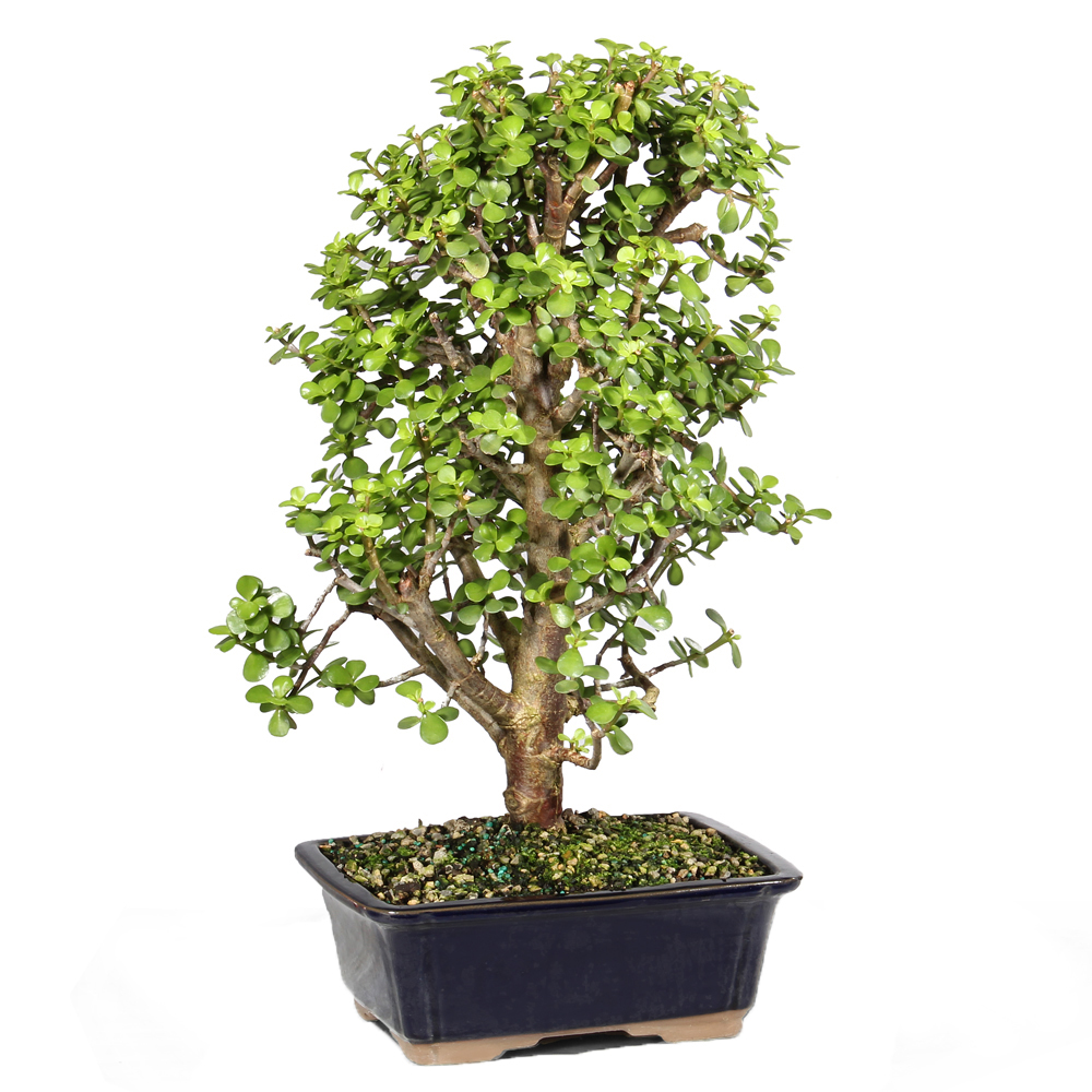 Dwarf Jade - ST8023DJ-Z - Brussel's Bonsai