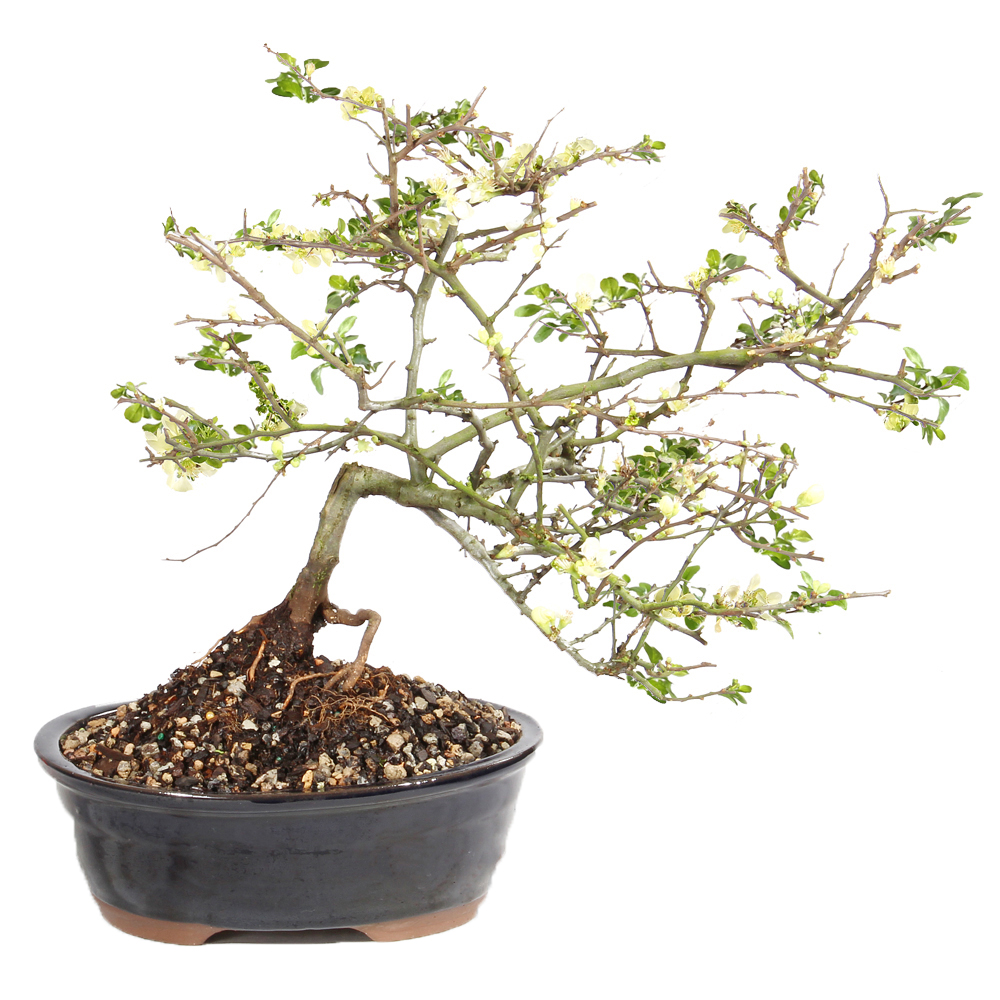 ST1224WCQ-Z_flowers_sm__75269.