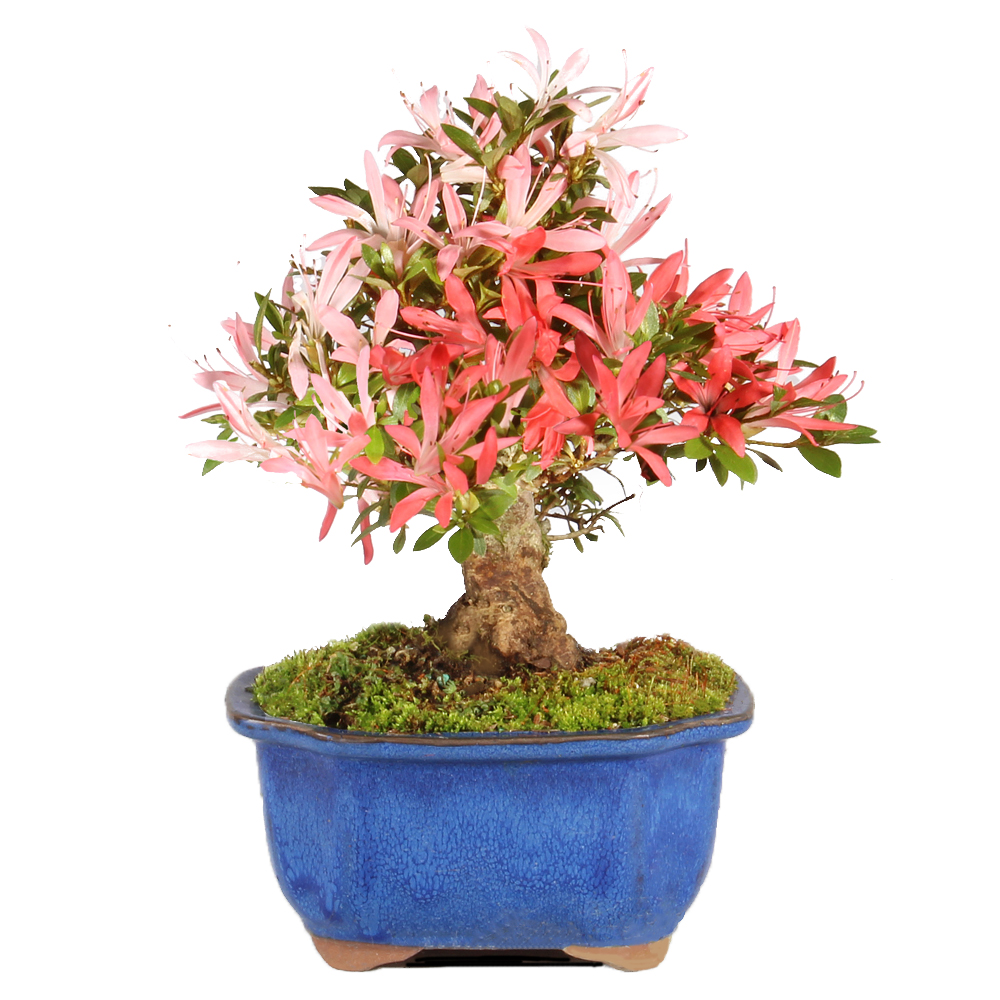 さつき 盆栽Japanese Azalea 図鑑　他合計10冊セット　超お買い得 ST3024SA-M_flowers_sm__39385.