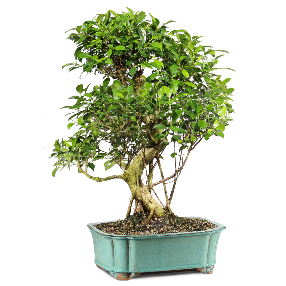 BONSAI出品 GOLDEN GATE FICUS - ST9122GGF-T - Brussel's Bonsai