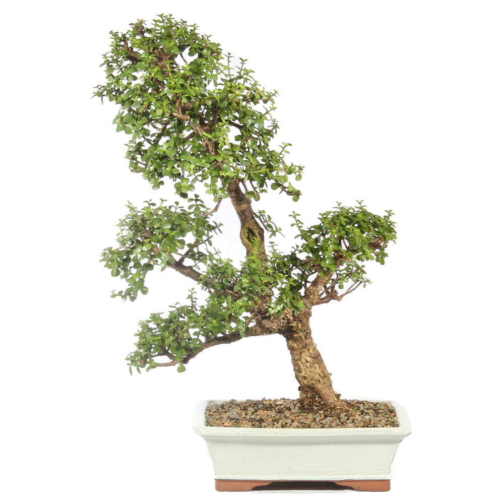 Dwarf Jade - ST4324DJ-L PICK UP ONLY - Brussel's Bonsai