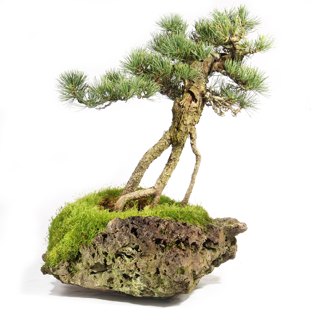 Five Needle Pine - ST2824FNPLR-G - Brussel's Bonsai