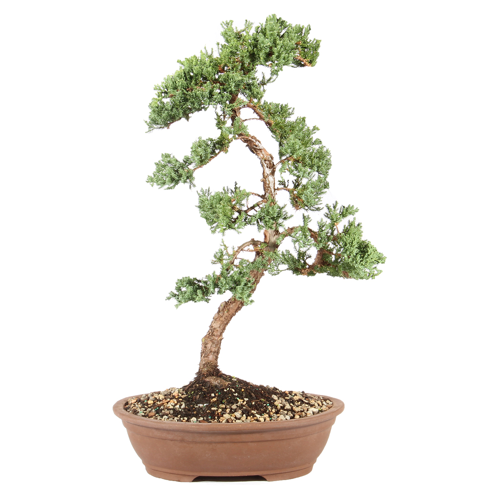 植栽 Green Mound Juniper - ST6224GMJ-X - Brussel's Bonsai