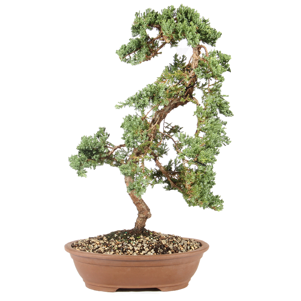 マルバの木/ 23 Green Mound Juniper - ST6324GMJ-B - Brussel's Bonsai