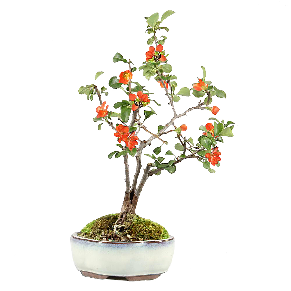 Flowering Quince - DT0225FQ - Brussel's Bonsai