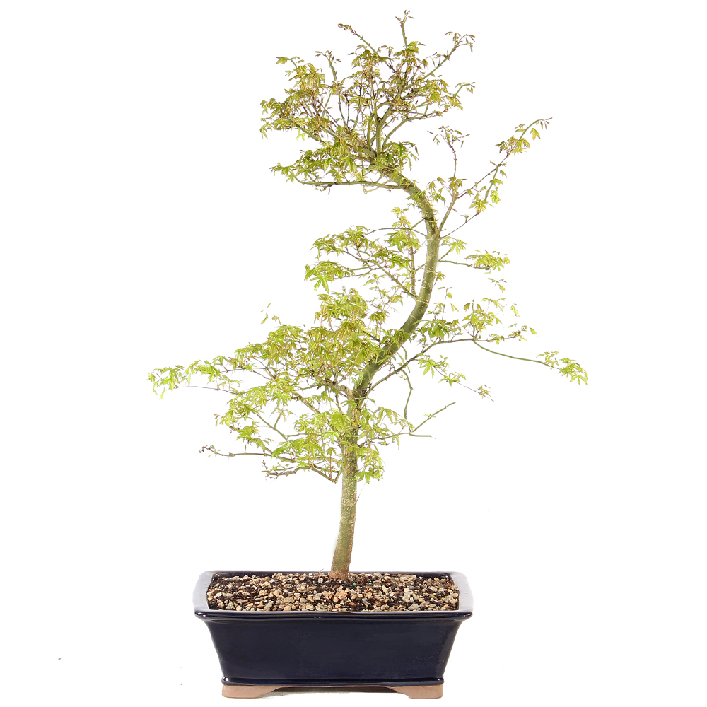 indoor plants umbrella tree Umbrella Tree