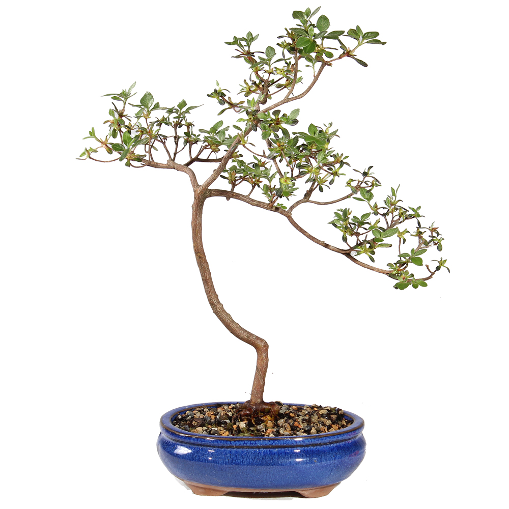 Satsuki Azalea - ST5425SA-D - Brussel's Bonsai