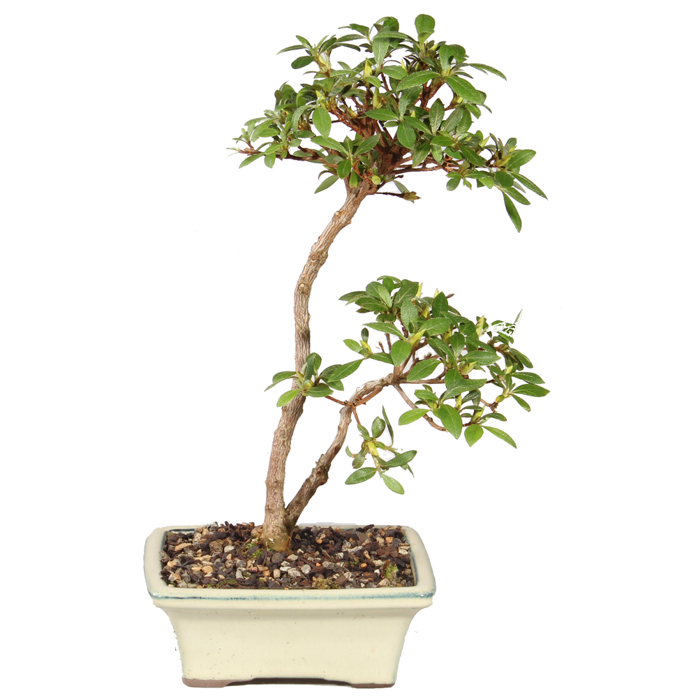 Satsuki Azalea - ST5525SA-B - Brussel's Bonsai