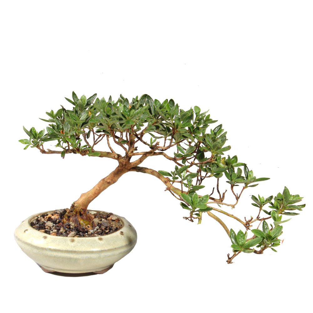 Satsuki Azalea - ST5825SA-C - Brussel's Bonsai