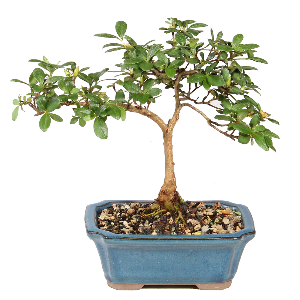 Satsuki Azalea - ST6625SA-M - Brussel's Bonsai