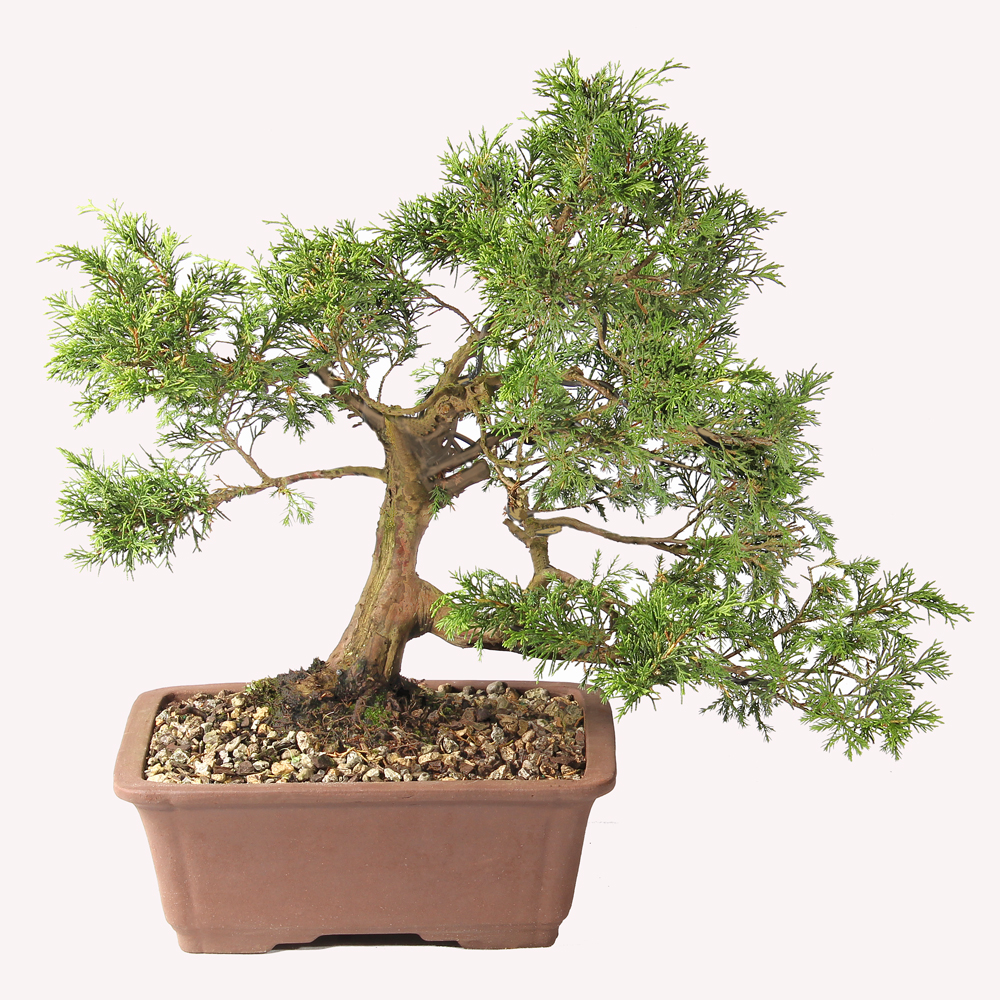 パンツ BONSAI Shimpaku Juniper - ST7325SJ-B - Brussel's Bonsai