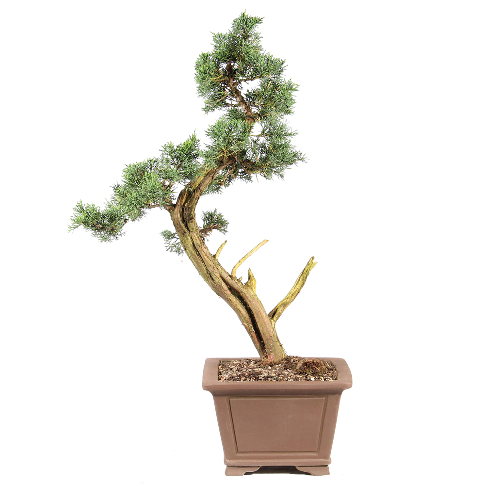Shimpaku Juniper - ST7925SJ-B - Brussel's Bonsai