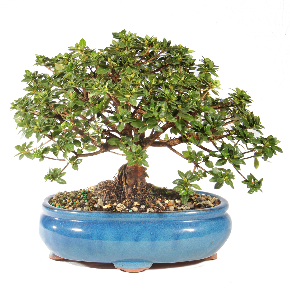 Satsuki Azalea 'Kazan' - ST5424AZK-H - Brussel's Bonsai