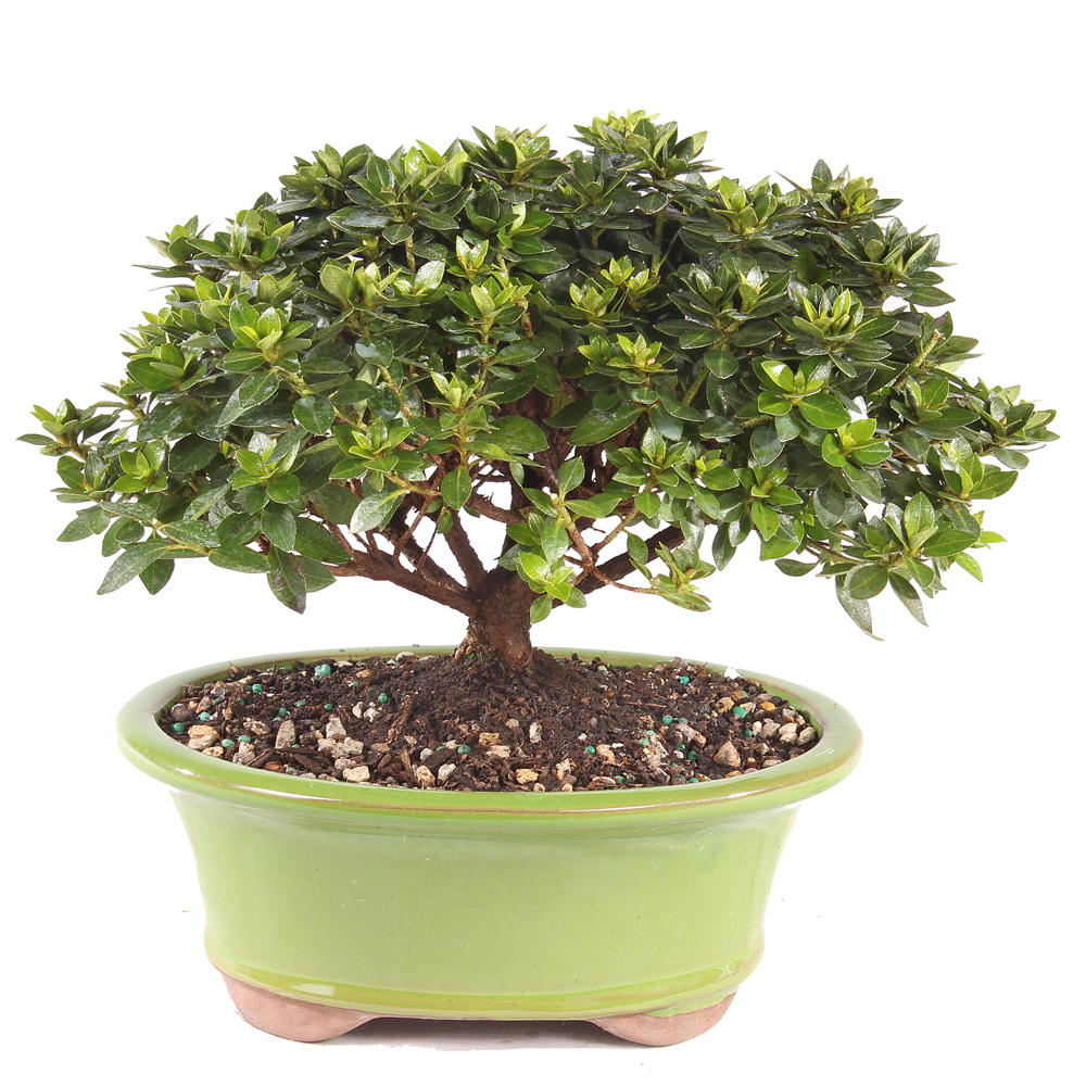 木製ケヤキ煙草盆 [B24604] DT1025RKA_sm__86595.1775825171
