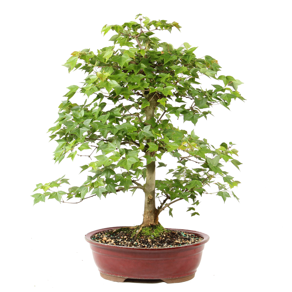 Trident Maple - ST1826TM-U - Brussel's Bonsai