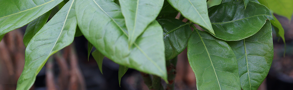 Easy Care Bonsai