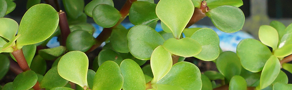 Dwarf Jade in Zen Reflections Pot - DT1417DJZ