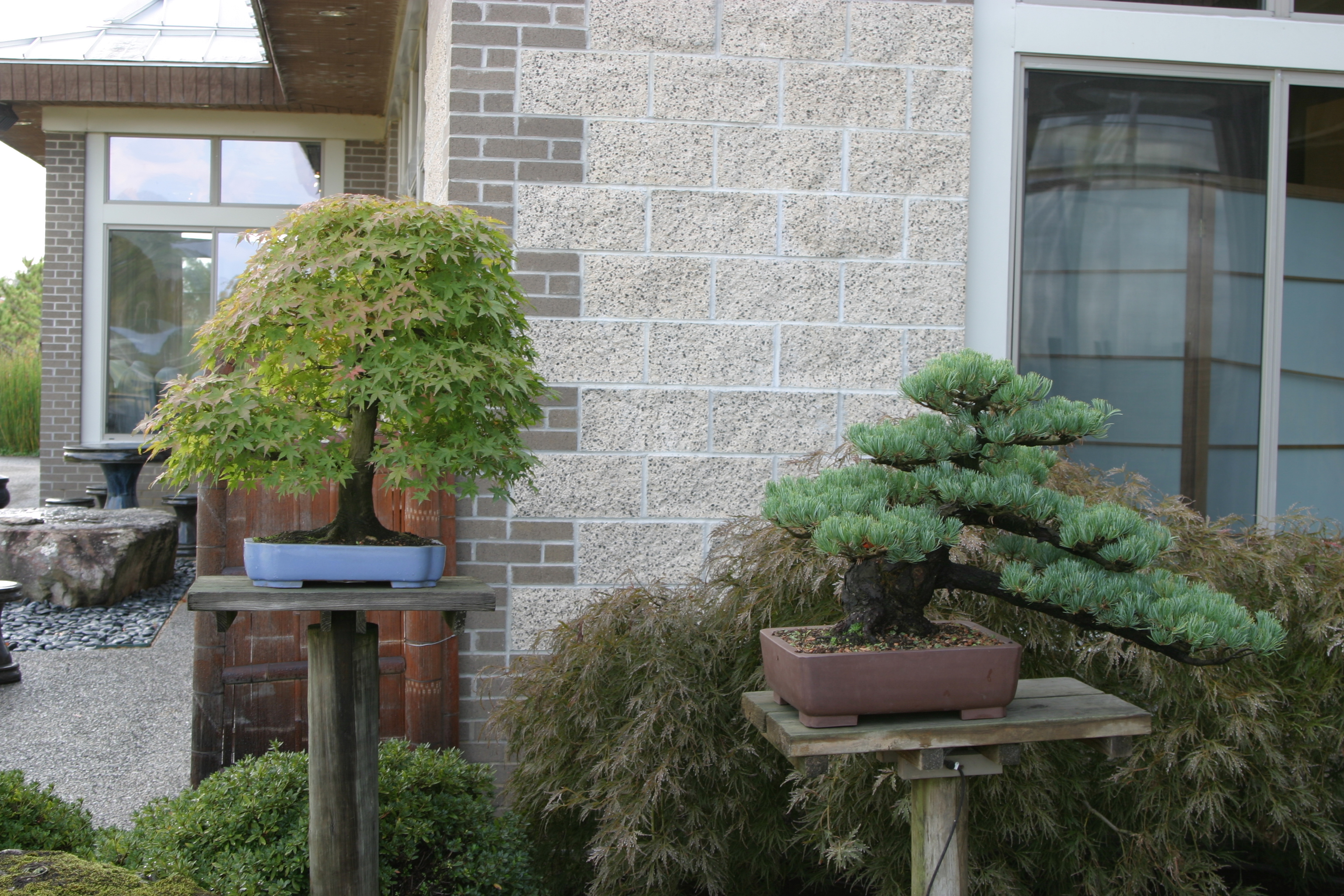 Winter Protection for Your Bonsai by Bill Valavanis - Brussel's Bonsai