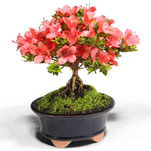 Satsuki Azalea (Rhododendron Indicum) Outdoor Bonsai. - Brussel's
