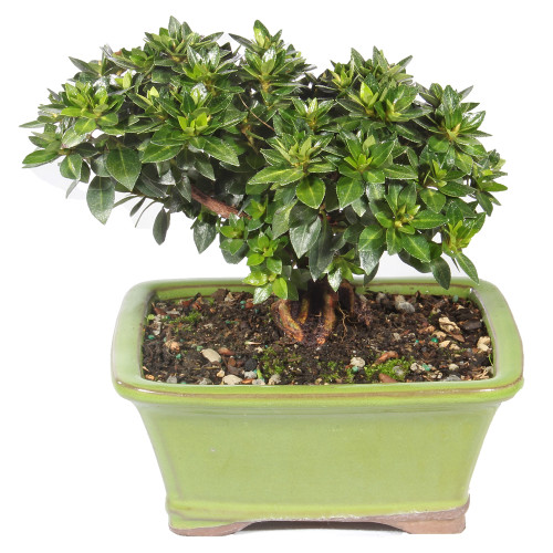 Satsuki Azalea (Rhododendron Indicum) Outdoor Bonsai. - Brussel's