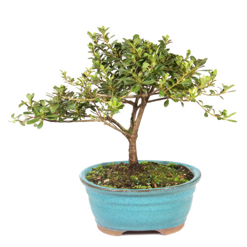 Satsuki Azalea (Rhododendron Indicum) Outdoor Bonsai - Brussel's Bonsai