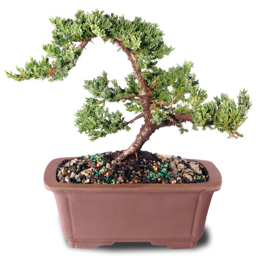 盆栽 smeru Green Mound Juniper (Nana) Outdoor Bonsai 8-12