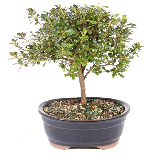 皐月盆栽　碧空　SATUKIBONSAI AOSORA Satsuki Azalea (Rhododendron Indicum) Outdoor Bonsai. - Brussel's