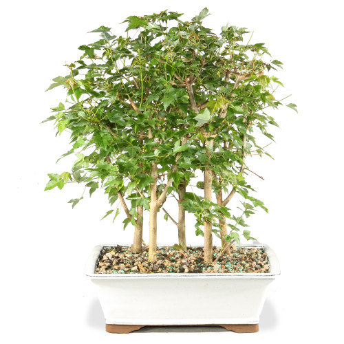 盆栽ツゲ&マンリョー 盆栽ツゲ&マンリョー｜台湾ツゲの盆栽を販売｜盆栽妙 – 盆栽妙