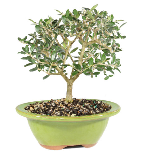 European Olive - DT9022EO - Brussel's Bonsai