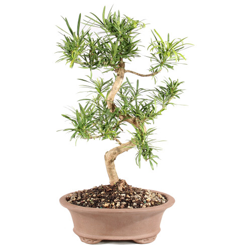 Dwarf Podocarpus - CT1023PM - Brussel's Bonsai