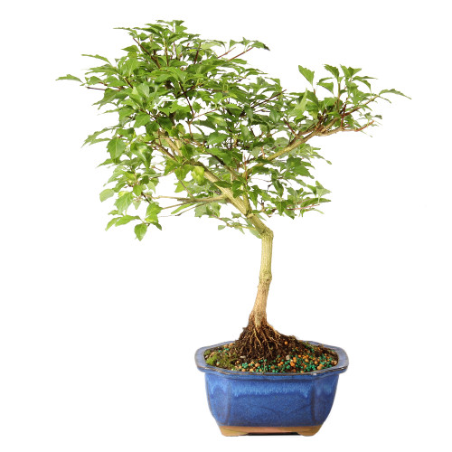 Musk Maple - ST3624MM -U - Brussel's Bonsai