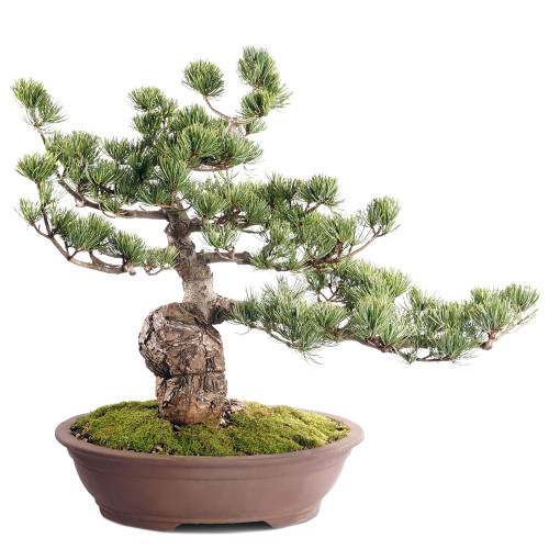 盆栽 jolly Japanese Five Needle Pine - ST2318FNP-M - Brussel's Bonsai