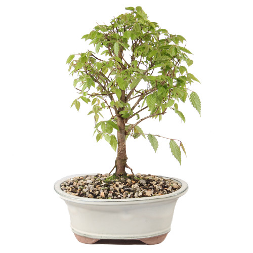 Zelkova - DT0624ZS - Brussel's Bonsai