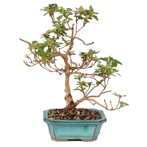 Satsuki Azalea - ST5625SA-E - Brussel's Bonsai