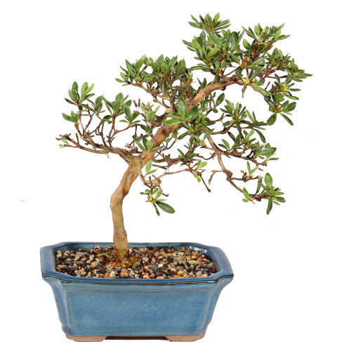 Satsuki Azalea - ST5725SA-E - Brussel's Bonsai