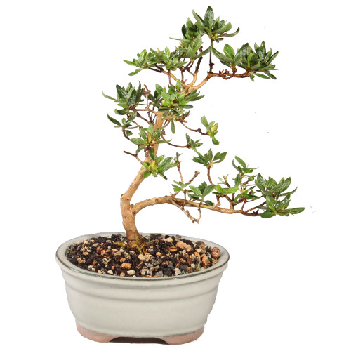 Satsuki Azalea - ST5825SA-P - Brussel's Bonsai