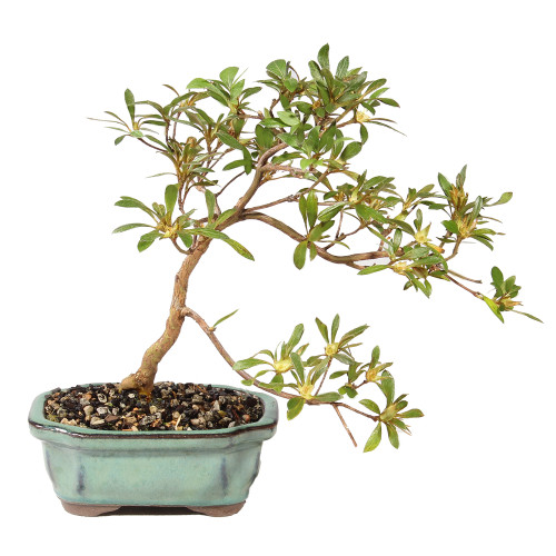 Satsuki Azalea - ST6425SA-S - Brussel's Bonsai