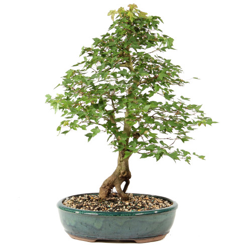 Trident Maple - ST1826TM-M - Brussel's Bonsai
