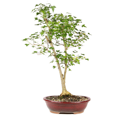 Trident Maple - ST2026TM-E - Brussel's Bonsai