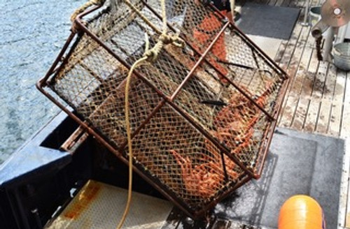 Onboard vs. Portable Pressure Washer for Your Boat