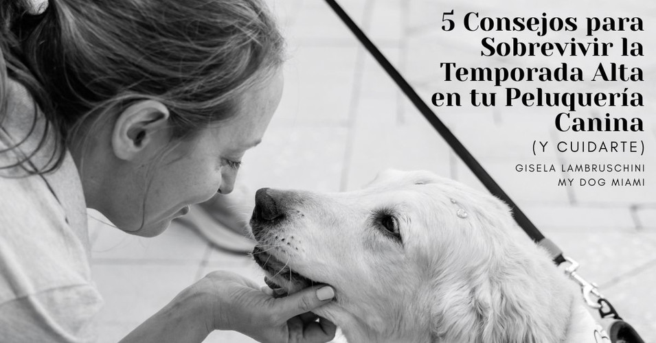 5 Consejos para Sobrevivir la Temporada Alta en tu Peluquería Canina (y Cuidarte)