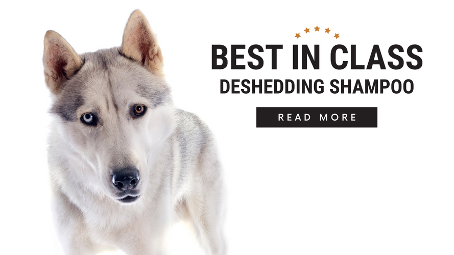 Best in Class: Your New Go-To Deshedding Shampoo (Infographic)