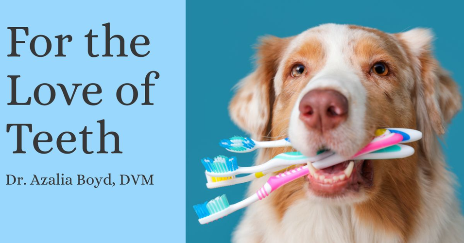 For the Love of Teeth