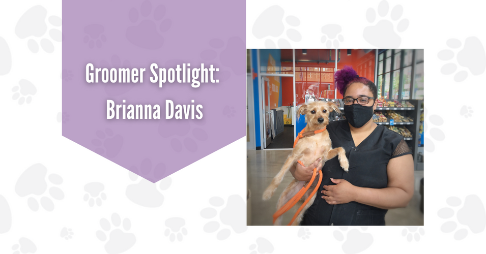 Groomer Spotlight: Brianna Davis of Loyal Companion