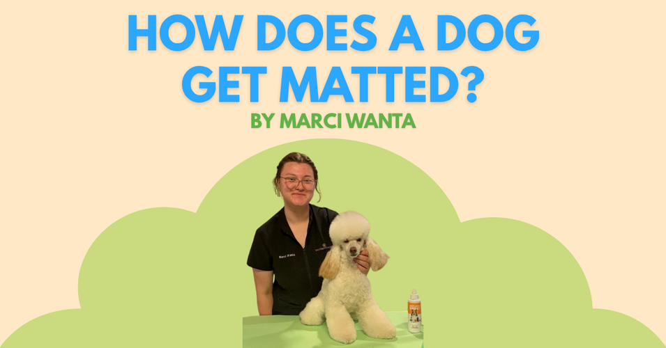 How Does a Dog Get Matted?