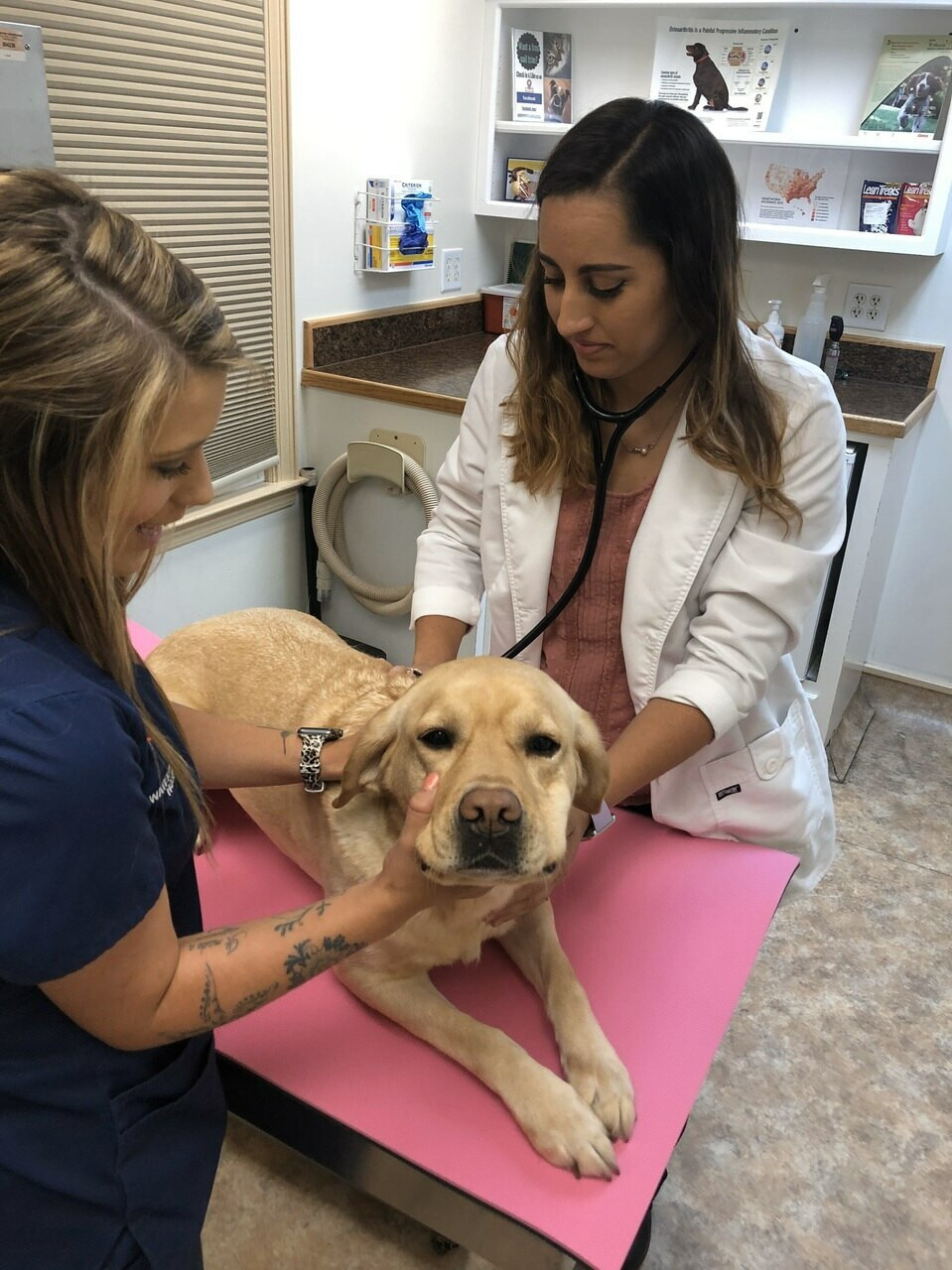 Pawmat 44" AntiFatigue Grooming Mat, 44" x 24", Blue