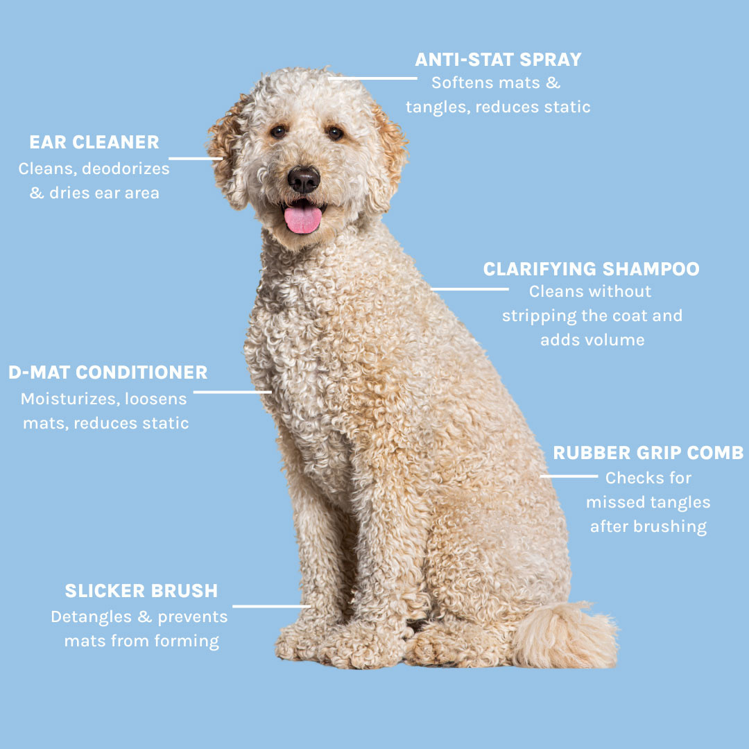 Poodle Get Mats Out Of Dog Hair Poodle Doodle Matting Doodle