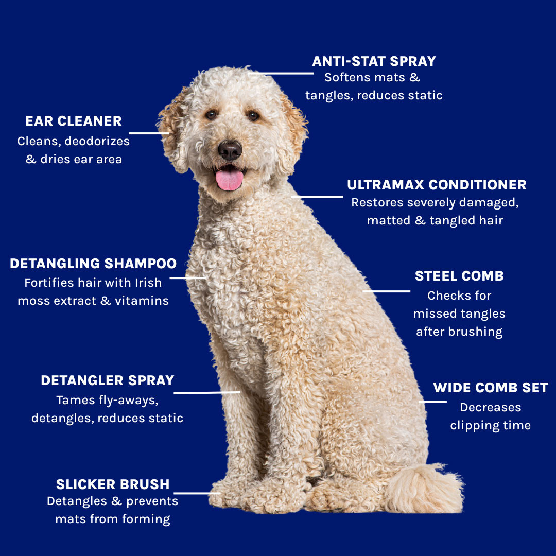 Doodle Matted Coat How To Dog Mats Hair Doodle Matting Get Mats