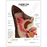 Canine Ear Model