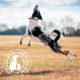 Dog leaping joyfully in an open field with a 'For Pets' seal